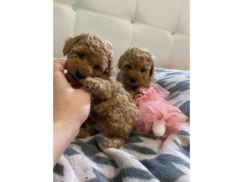 Kore toy poodle red