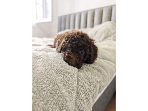 Çıkolatalı toy poodle bebekler