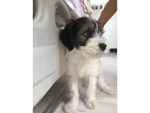 İzmir içi sahiplendirme morkie