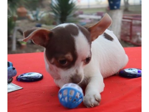 Chihuahua erkek yavru teacup marjinal renk