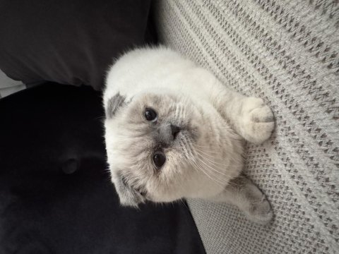 Scottish fold kedimiz