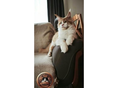 Xxl polidaktil erkek şecereli maine coon