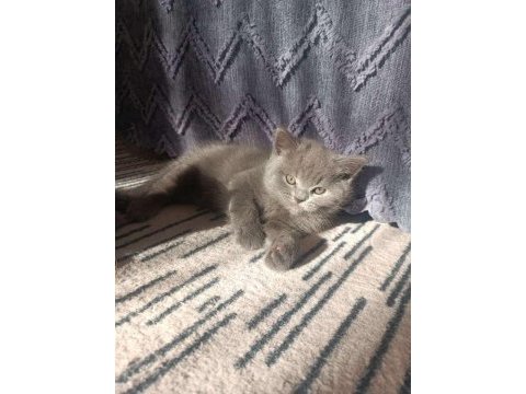 A kalite british shorthair yavru sahiplendirilecek