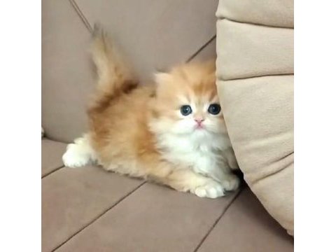 British longhair ve shorthair sevecen yavrularımız