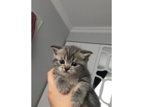 Sevgi arsızı minik scottish fold yavrularımıza yuva arıyoruz
