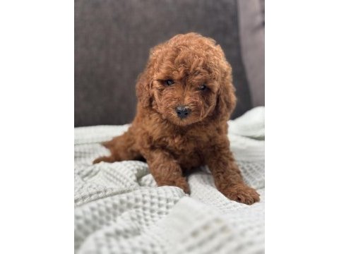 0 no toy poodle yavrumuz