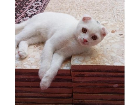 Yavru scottish fold