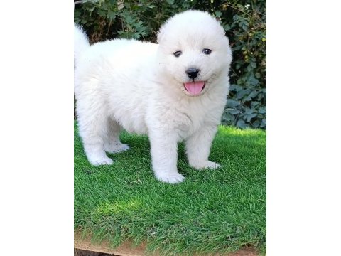 Pamuk samoyed bebekler
