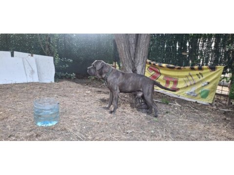 Cane corso blue köpeğimiz