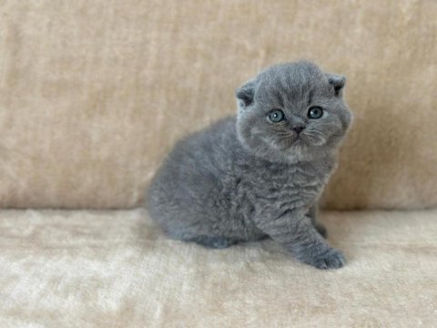 Eşsiz güzellikte scottish fold blue yavrum