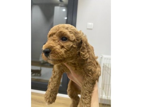 Kendi toy poodle yavrularımız dişi - erkek