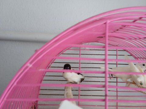 Bengal ispinoz finch 3 adet