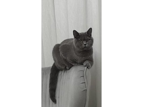 Acil ücretsiz sahiplendirme 1 yaşında british shorthair