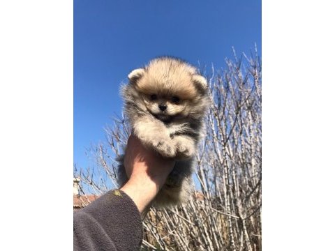 Pomeranian boo yavrular