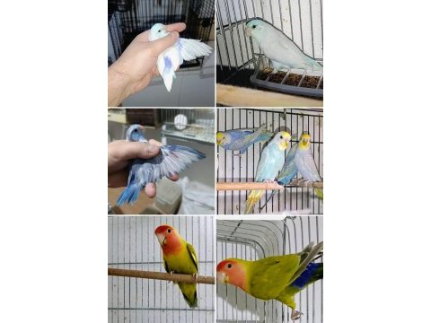 Sevda ve forpus papağanları