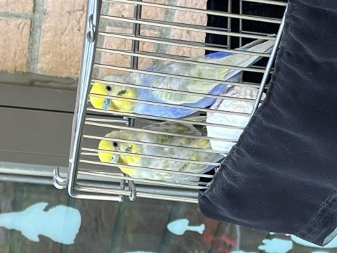 3 aylık üst düzey rainbow çift muhabbet kuşlar