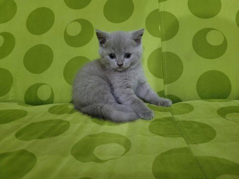British shorthair yavru kedilerimiz