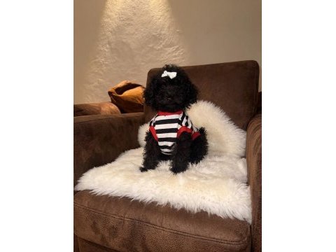 Siyah toy poodle yavrularım