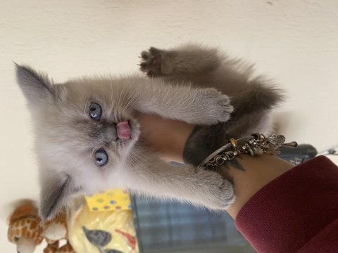 British blue point ( 2 ay )