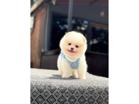 Sağlık ve ırk garantili pomeranian