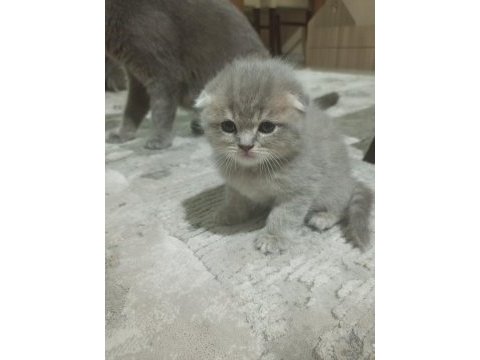 Scottish fold bebeklerim yeni yuvalarına gitmeye hazır