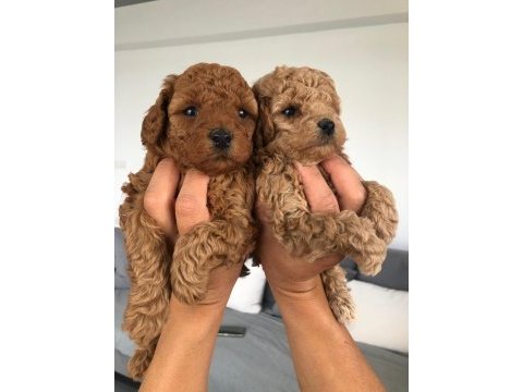 Show kalite tea cup kore poodle yavrularımız