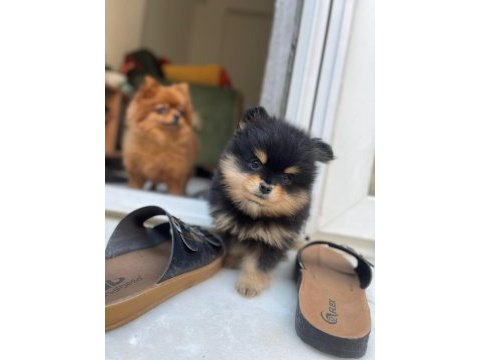 2 aylık yavrular sahiplendirmeye hazır pomeranian boo