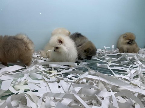 Ankaranın en seçkin kore pomeranin yavruları