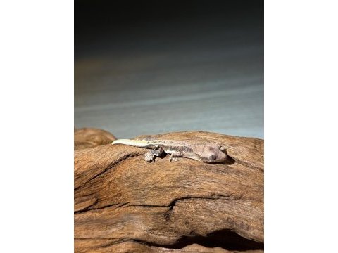 Yavru crested geckolar