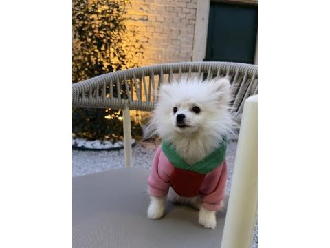 6 aylık pomeranian tüm malzemeleriyle birlikte