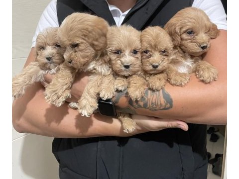 Kaliteli maltipoo yavru köpekler