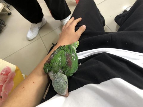 45 günlük el besleme alexander papağanı
