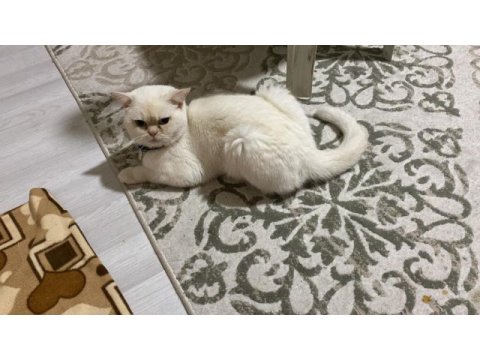 British longhair erkek