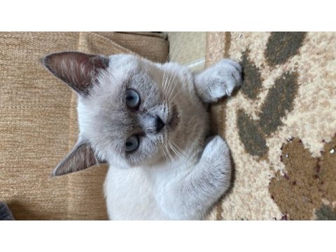 British shorthair 1 yaşında