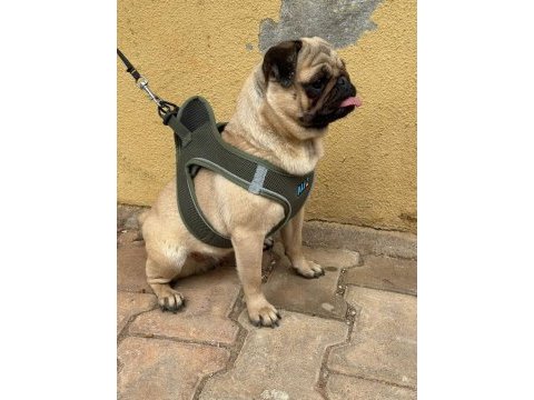 Dişi pug köpeğim 1,5 yaşında