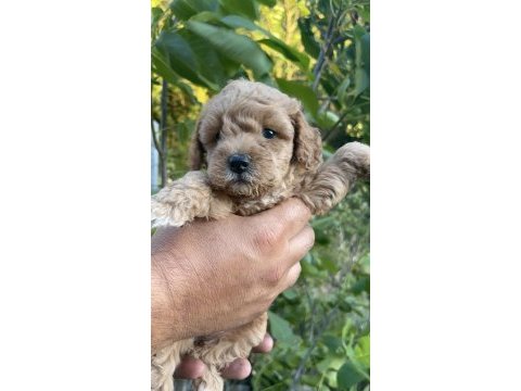 Toy poodle yavrumuz çok tatlıdır