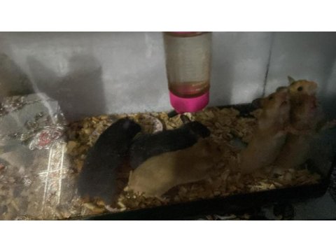 Suriye hamsteri