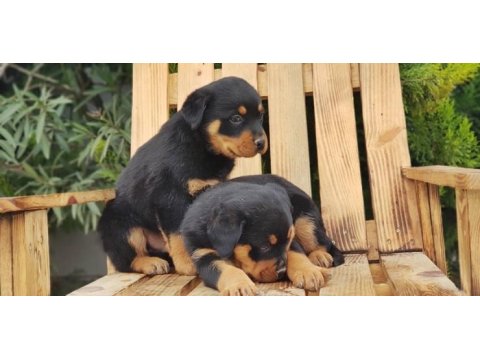 Macar koca kafa rottweiler yavrular