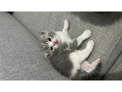Çok acil istanbul içi scottish fold