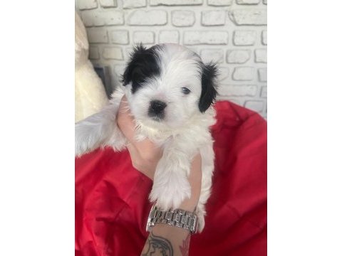 3 bebek köpeğimize yuva arıyoruz