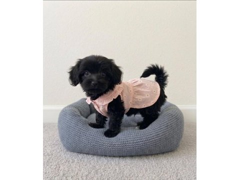 Black morkie