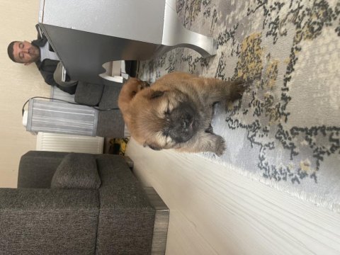 Ccow chow pomeranian boo ile takas düşünebilirim
