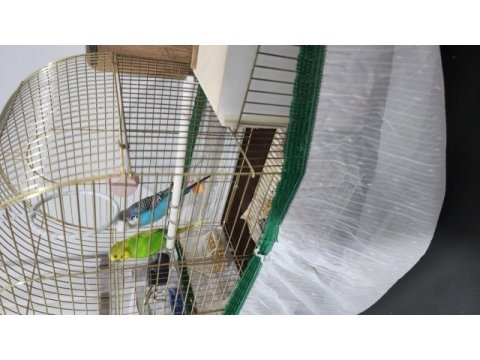 Yerli çift muhabbet kuşları kafes ve yuvalıkla birlikte