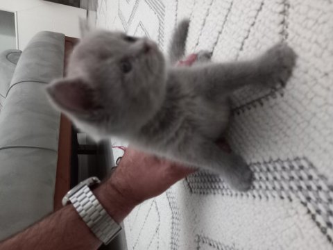 Yaz şekerleri scottish fold