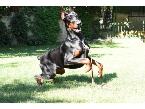 Üst kalite kızıl ve siyah king doberman yavrularım
