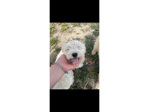 Maltipoo bebek köpekler