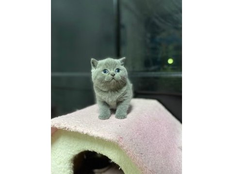 Kaliteli british shorthair yavrular