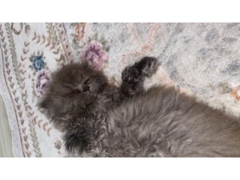 Nazlı scottish fold kızımız ömürlük yuvasını bekliyor
