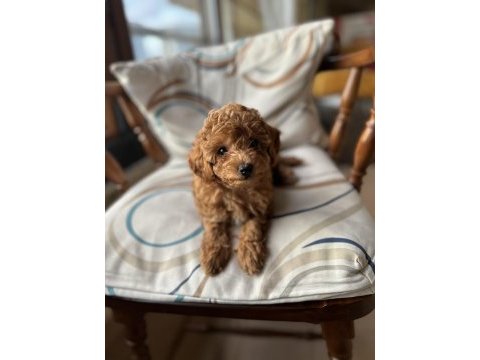 Aileden orjinal toy poodle bebeklerim