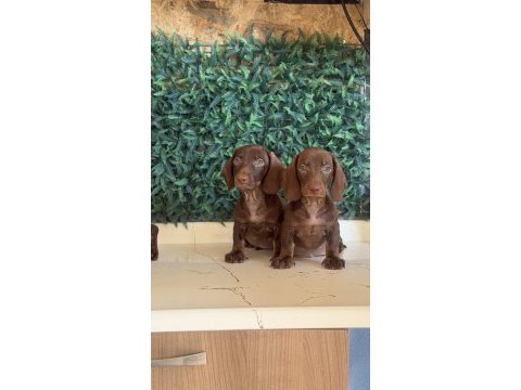 Popüler ırk mini dachshund yavrular
